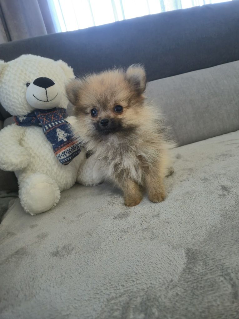Vand Pomeranian Spitz