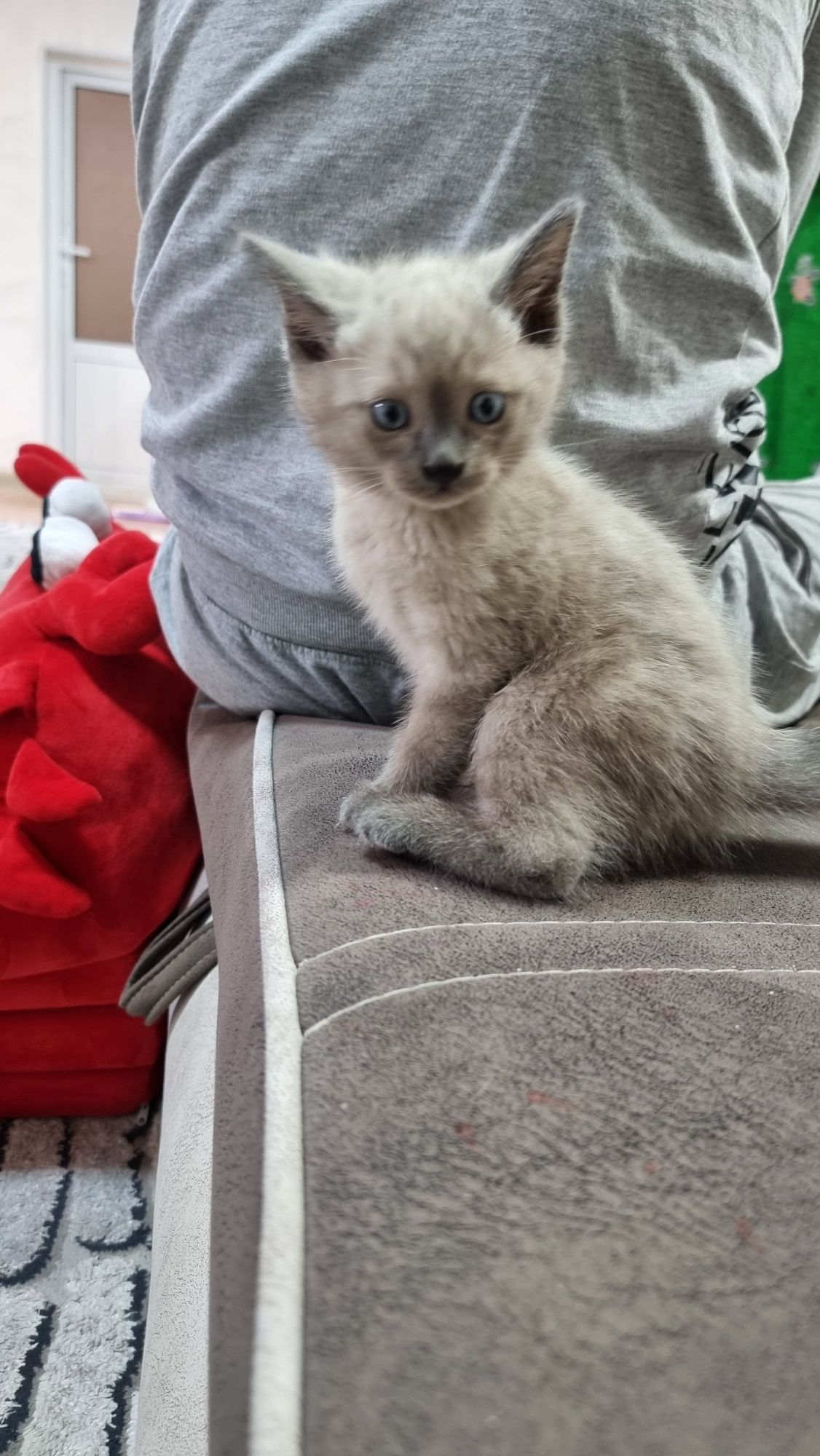 Продаётся сиамский котёнок