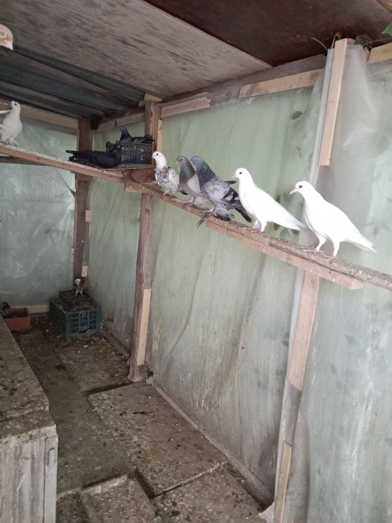 Разные голуби продам