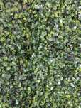 Cadoul perfect verde
