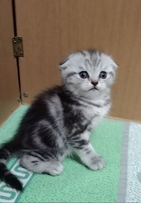 Две вислоухие девочки.