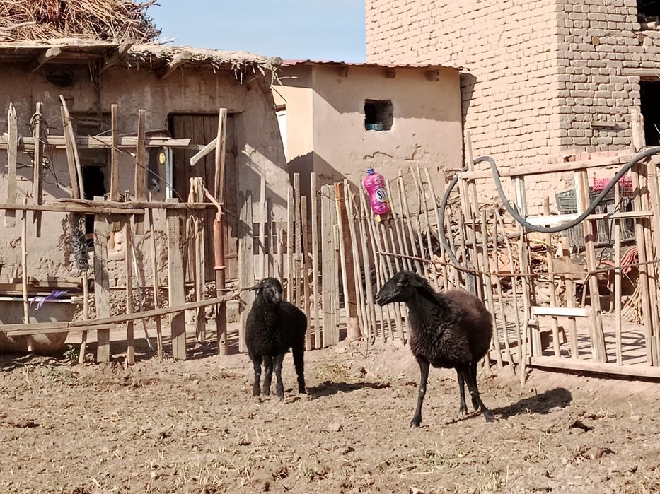 Кой козысы менен, белгиленген баха анык емес келисемиз