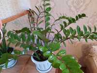 Растение (денежное дерево)