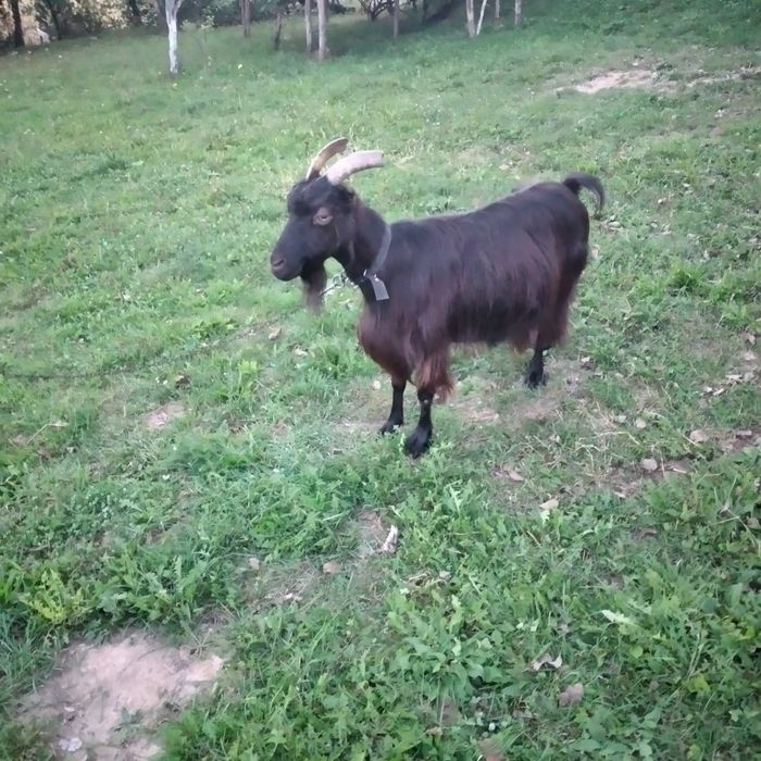 Vând 2 ieduțe și o capră