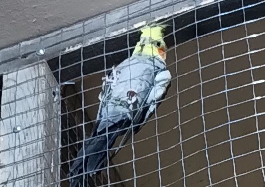 Продам домашних попугаев Корела