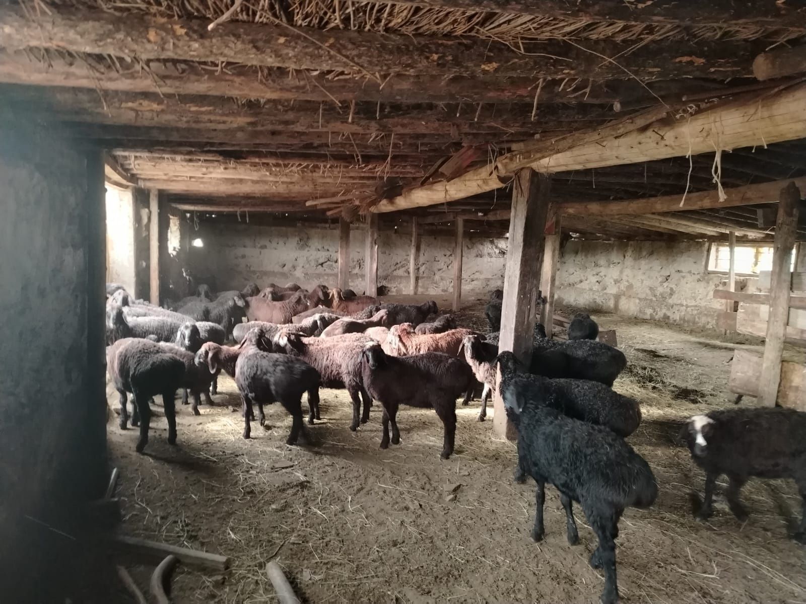 Гиссар 4=5 айлык кошкарлар таза гиссар