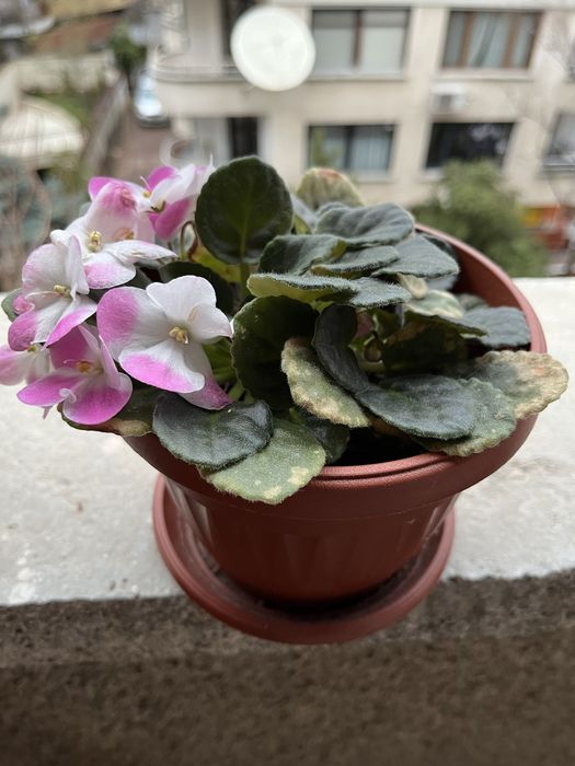 Теменужка в саксия (сентполия)