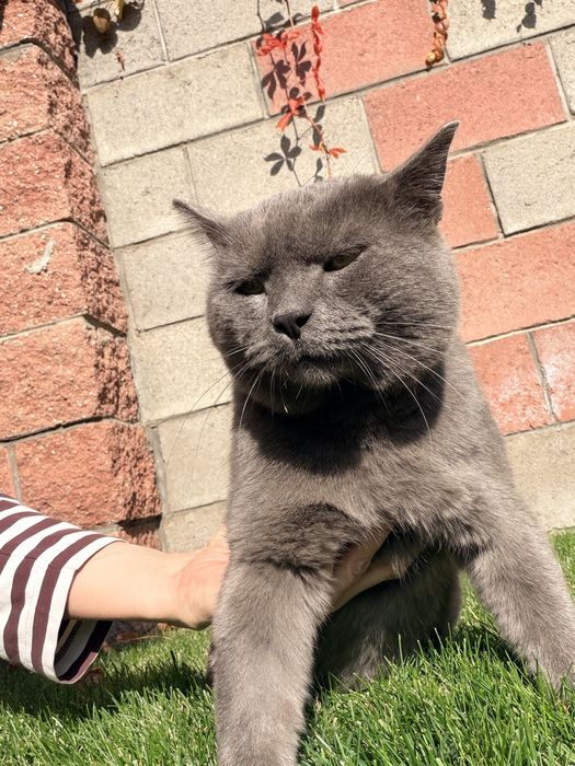 Найден кот, Британец