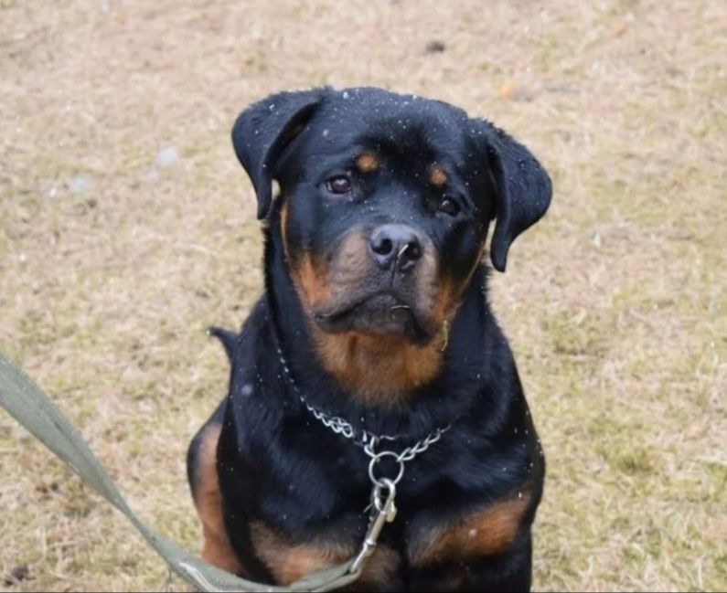 Продам чистокровного  ротвейлера девочку
