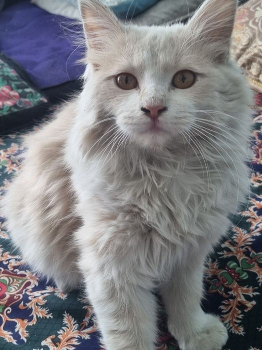Mushuk koshka sotiladi erkak toshkinda