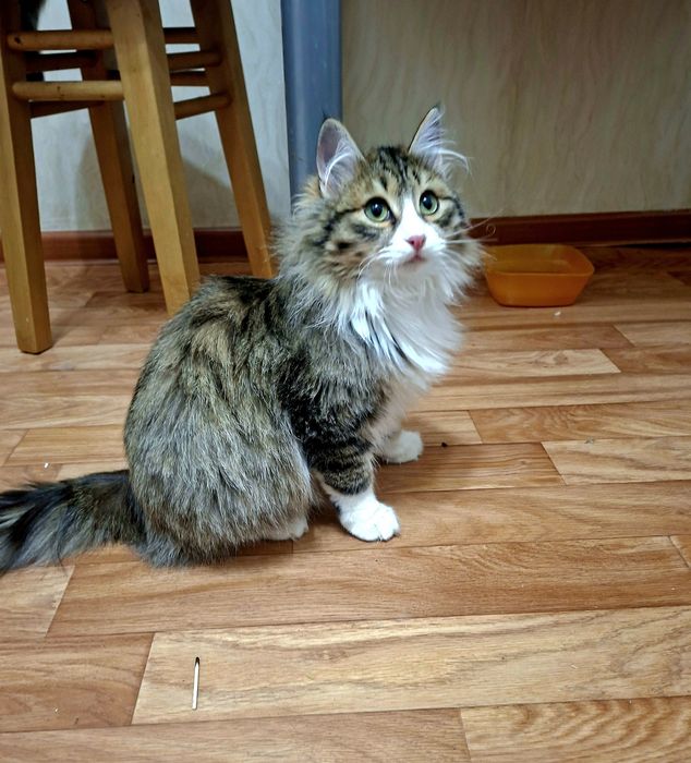 Вот такой красавчик -мальчик Лео .Кастрирован