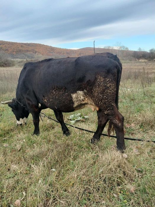 Vând vaca cu vițea