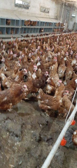 Vând găinușe outoare 18 lei bucata