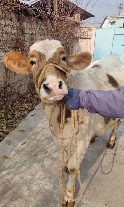 Sotiladi bugoz hunojinlar