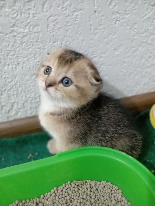 Шотландские котята