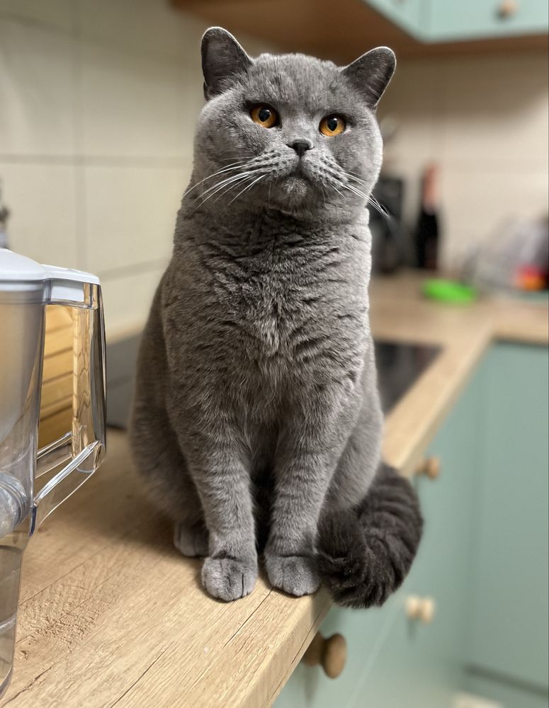 Pisica 5 ani british shorthair blue