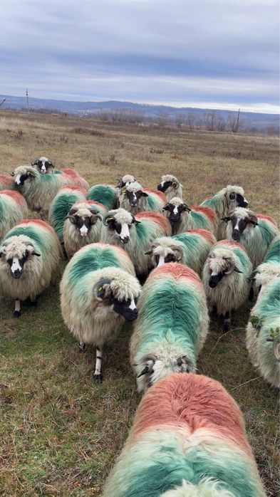 Oi tinere de vanzare