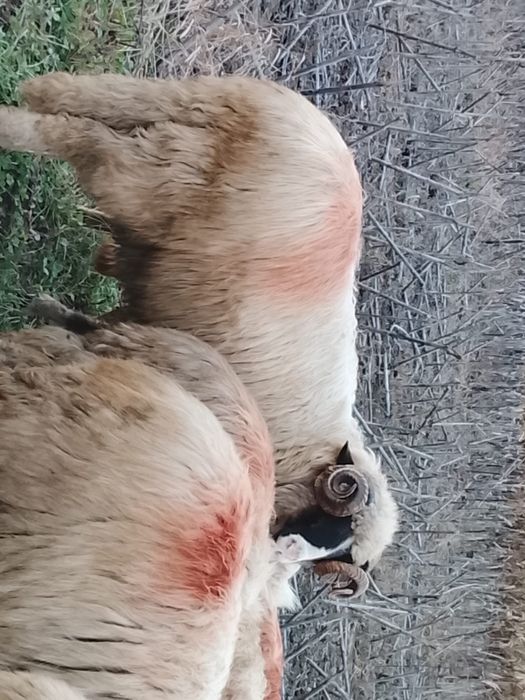 Vând un mior breaz frumos