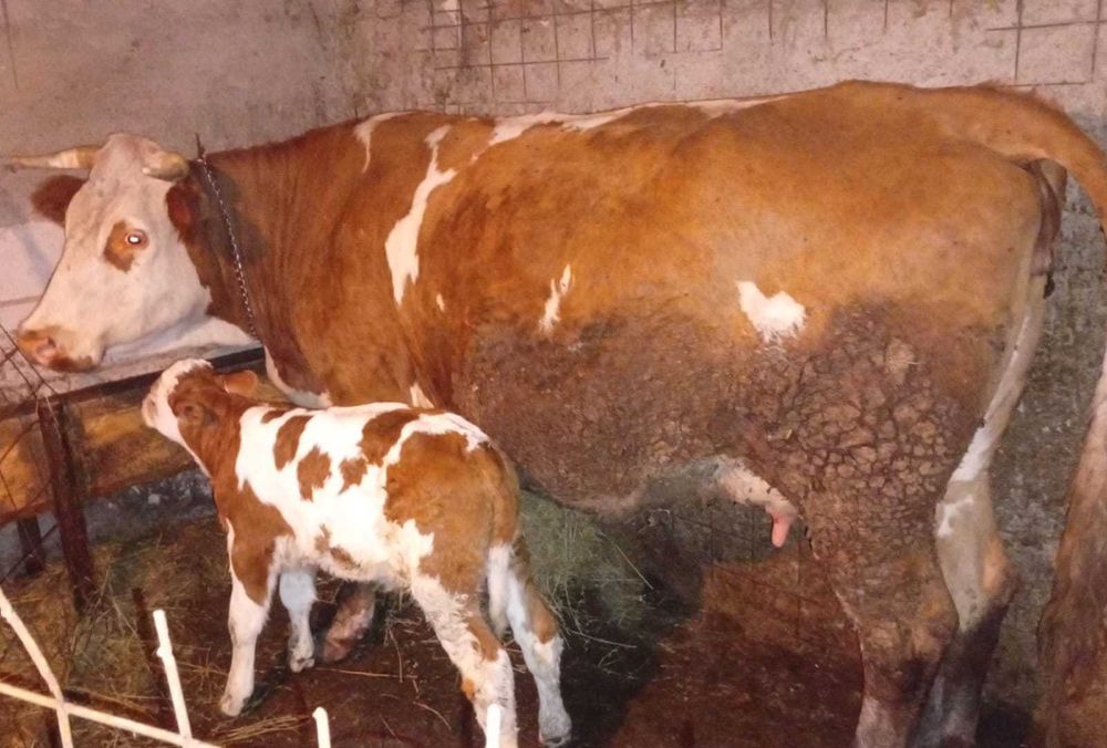 Vaca cu tăuraș și vitea