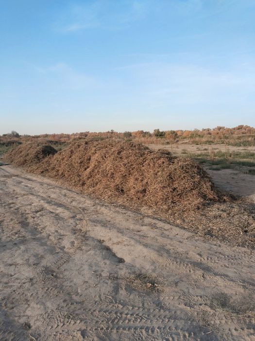 Ассалаума аликум Маш пакалы хамде кауыгы бар таза шаны жок