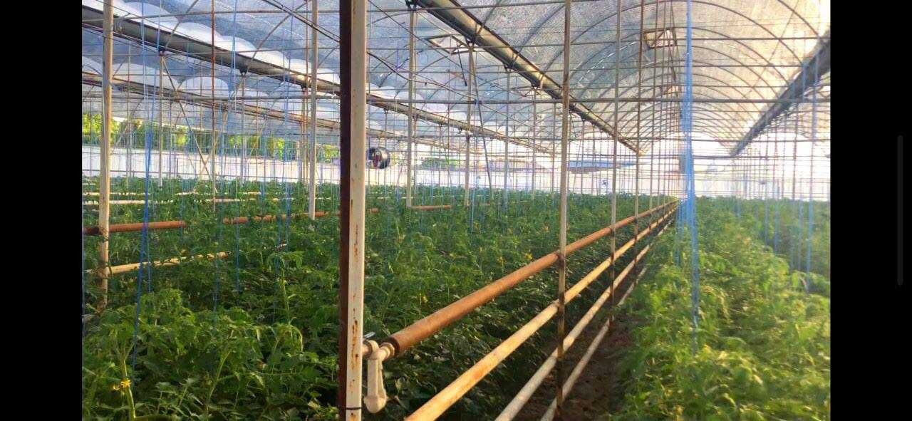 Продаётся  5 гектаров Земли в Янгиюуль