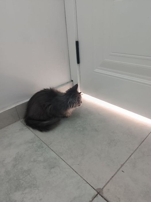 Мейн кун мальчик