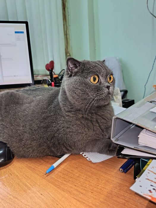 Отдам кошечку в добрые руки