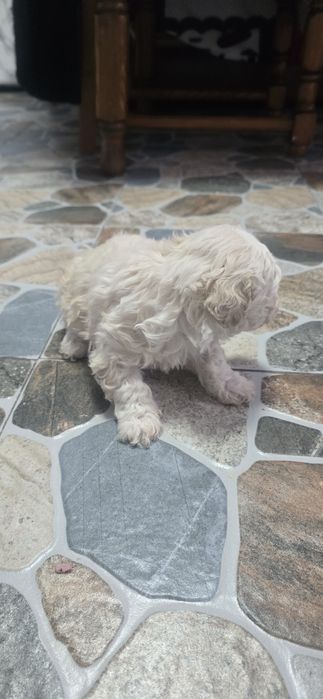 Bishon maltez 2 luni