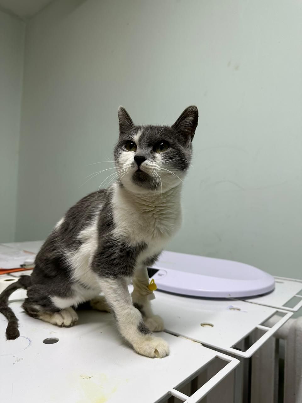 котик ищет дом или платную передержку