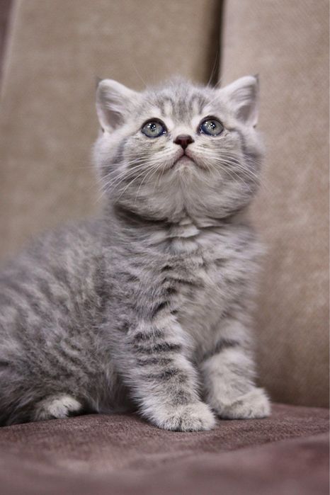 Продаются британские котята