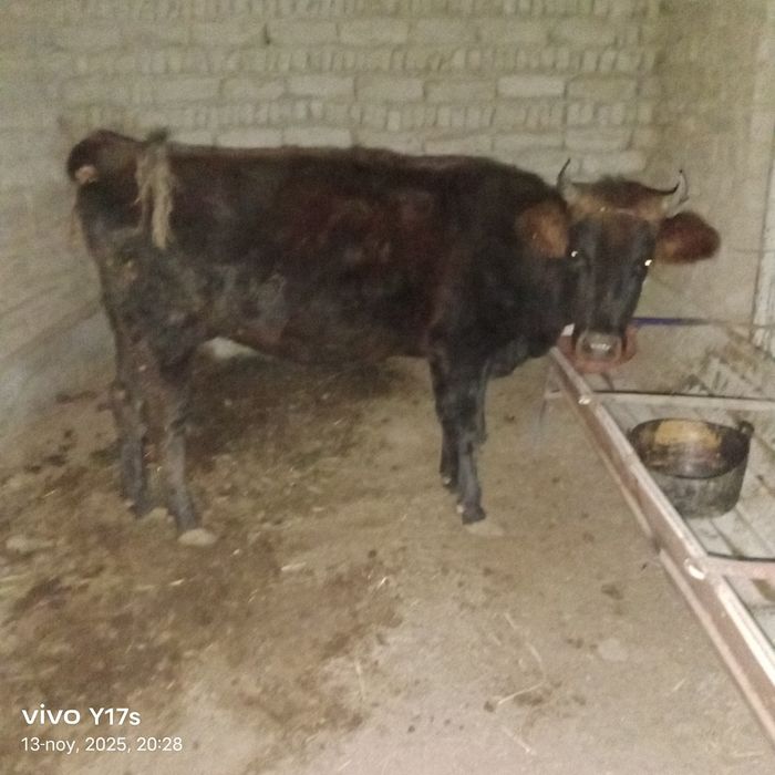 Bir qorin tuqqan boqilgan sigir