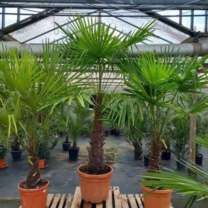 Palmieri Trachycarpus – Rezistență la ger și eleganță tropicală