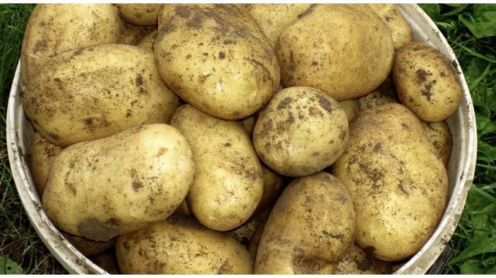 Продам Долинскую домашнию картошку  свежии урожаи!  БЕЗ ХИМИИ