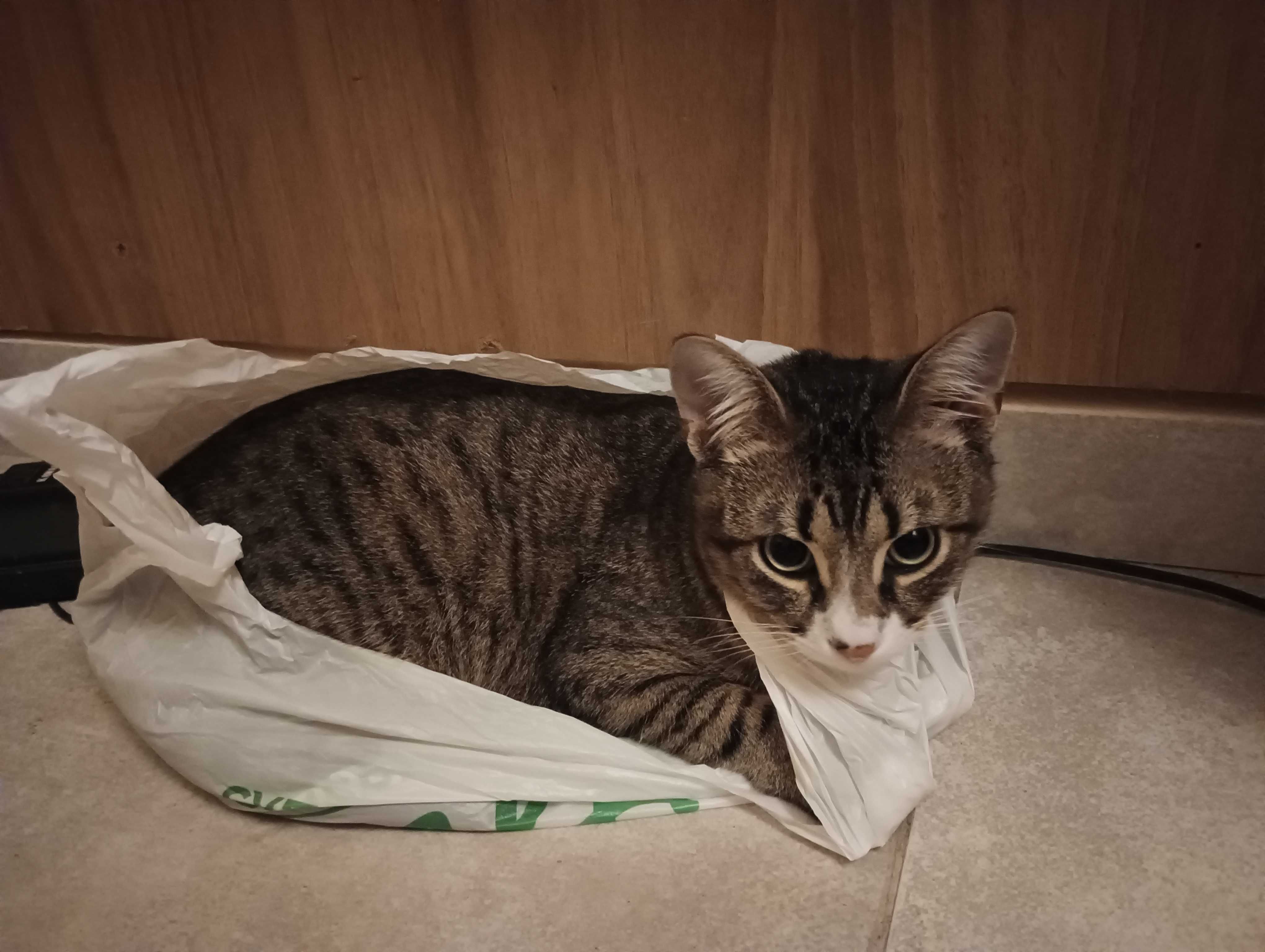 котки котки котки
