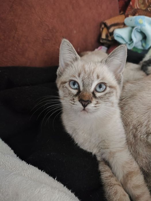 Продаются котята