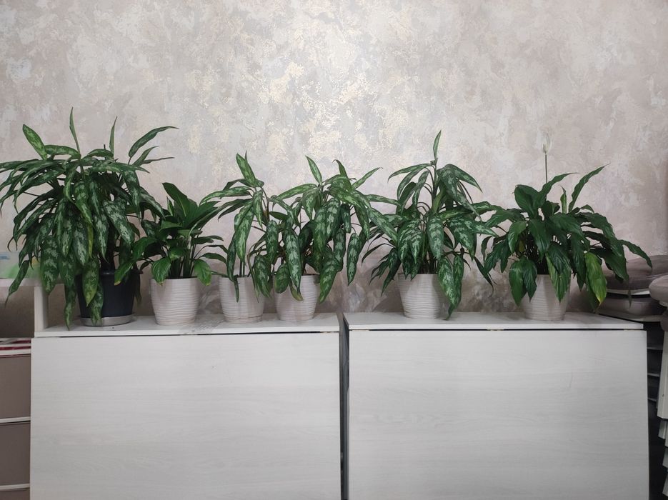 Продам растения домашние цветы