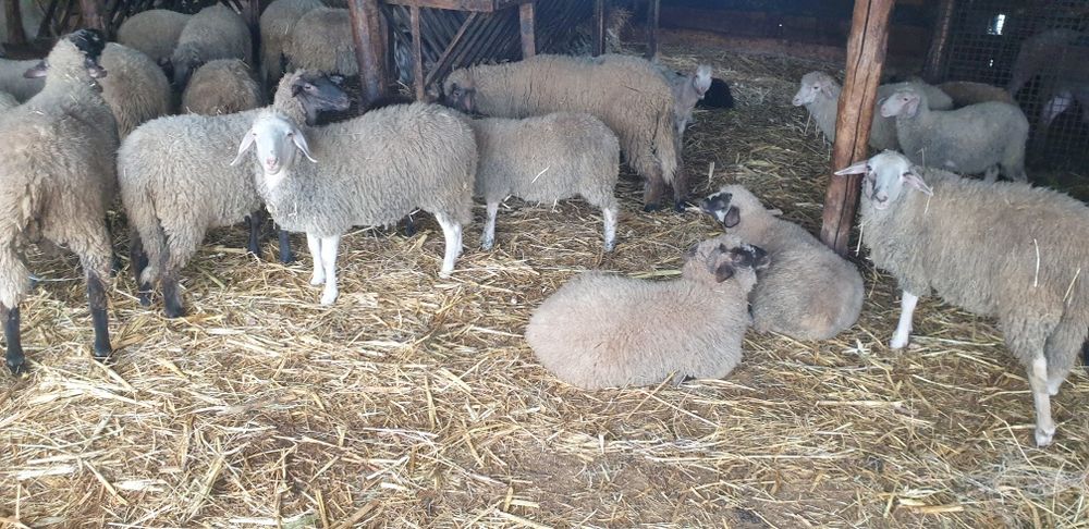 Berbecuț,  carlani , miei de crescu sau sacrificat