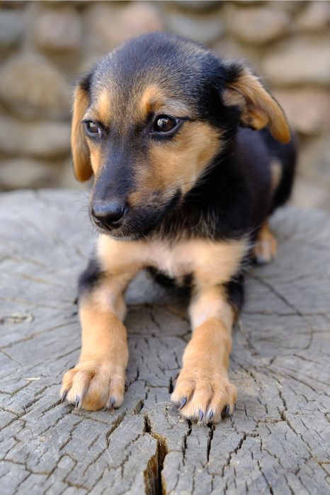 Ищем дом щенятам