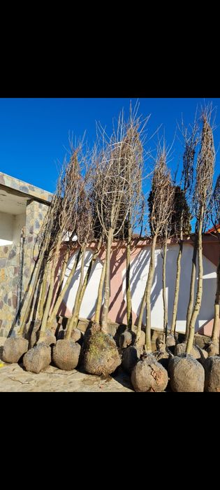 COPACI ORNAMENTALI mestecan/tei/platan/plop/frasin