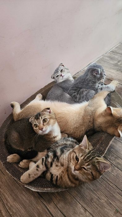 Продаются котята