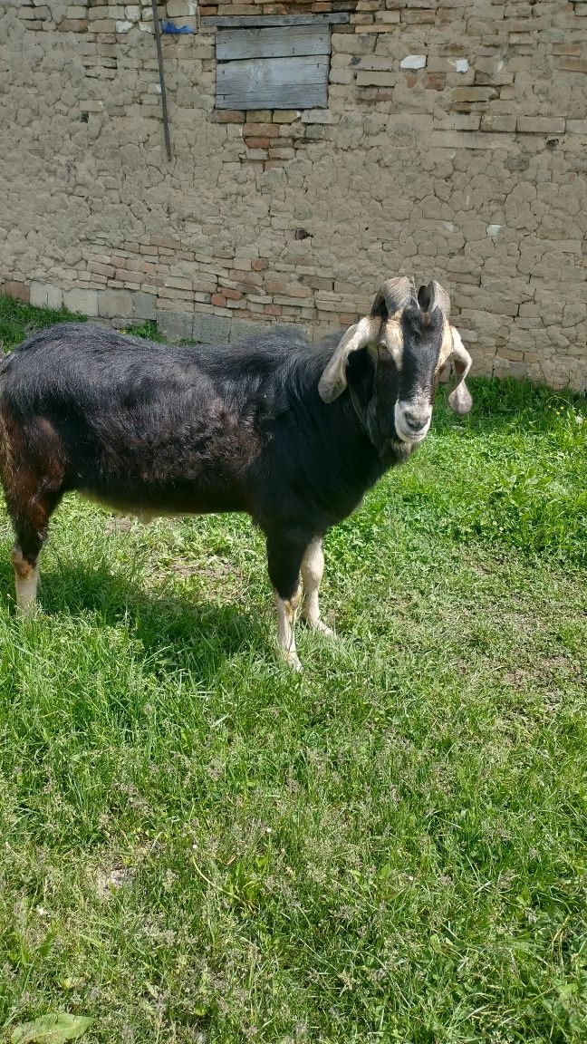 Țap rasa  Ango-Nubian