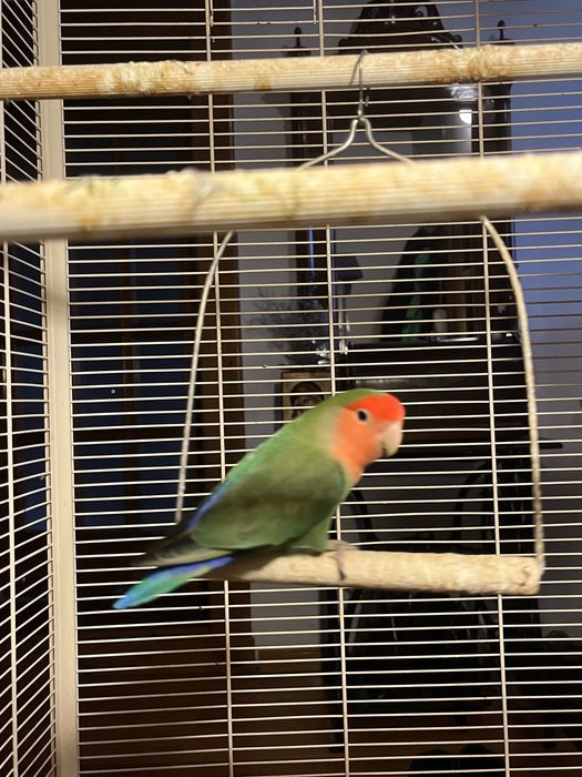 Vand Pui Papagal Agapornis