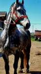 De vânzare cal castrat de 4 ani 1.80 cm la greabăn,  800kg