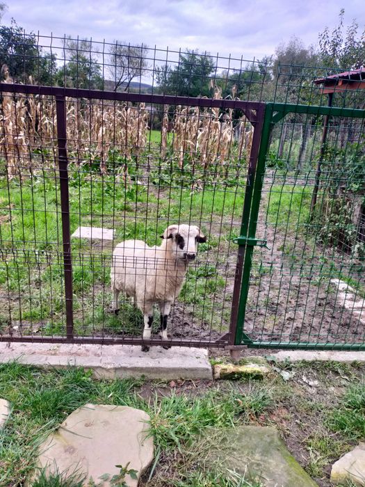 Berbecuț de vânzare