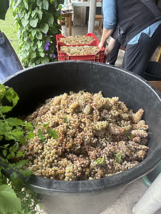 Struguri pentru vin 2025!!
