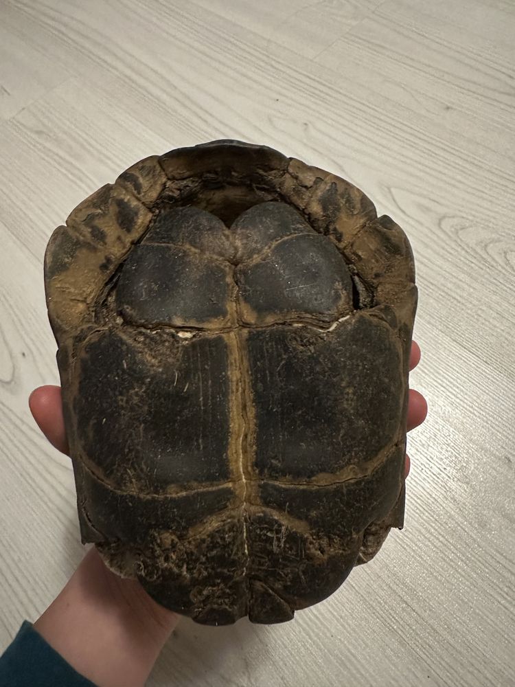 Черупка от костенурка сувенир