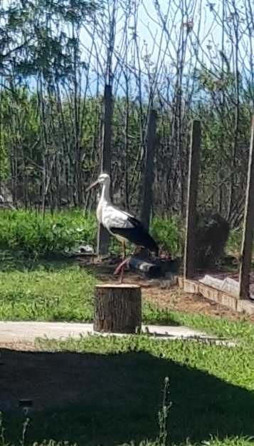 Собственик продава имот в село Радево с 2 самостоятелни къщи и басейн