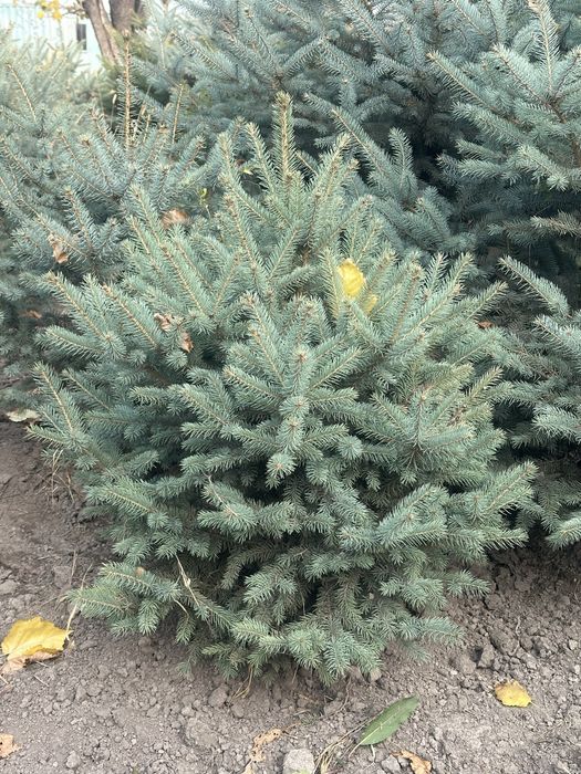 Елка. Елка. Голубая Елка