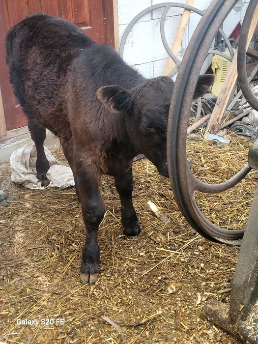 Tauras angus 4 luni bun de ținut frumos mâncăcios