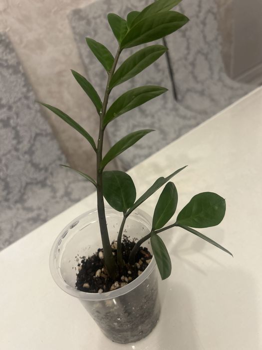 Продам комнатный цветок доллоровое дерево